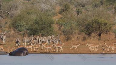 非洲野生动物克鲁格国家公园